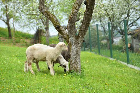 Domestic sheep grazing on pasture protected by a fenceの写真素材