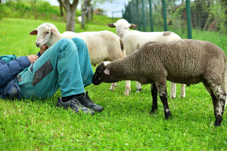 Love and friendship between a farmer, his sheep and a catの写真素材