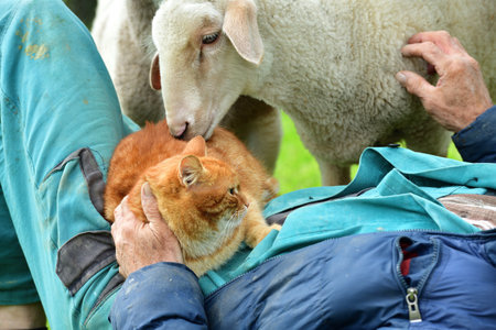 Love and friendship between a farmer, his sheep and a catの写真素材