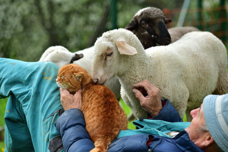 Domestic sheep and a cat snuggle together with a farmer lying on the grassの写真素材