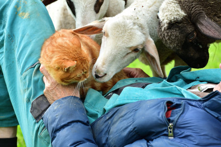 Domestic sheep and a cat snuggle together with a farmer lying on the grassの写真素材