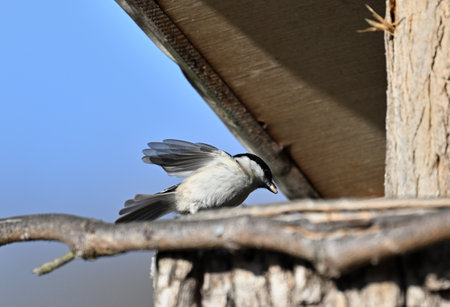 Marsh titmouse eating sunflower seed in the feeder near the forestの写真素材