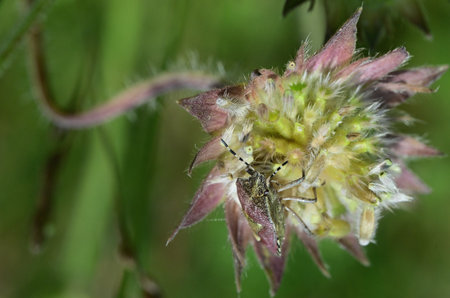 Hairy Shieldbug beetle blends its colors with the surrounding flower in nature mimicry