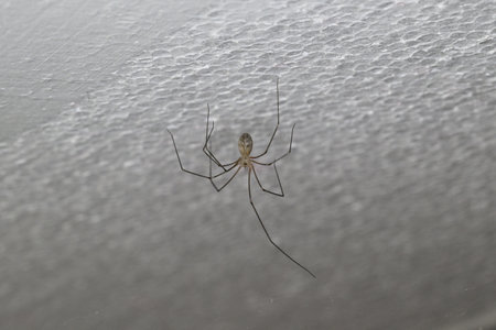 Pholcus opilionoides hanging on the plaster of a house wall