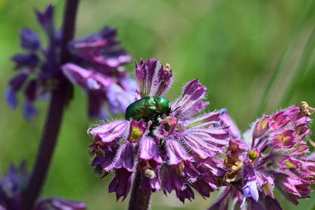 Cetonia aurata macrophotography on the violet  flower