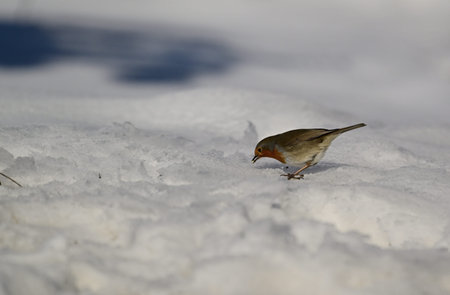 The European Robin bird with nuts and seeds by humans in the harsh winter