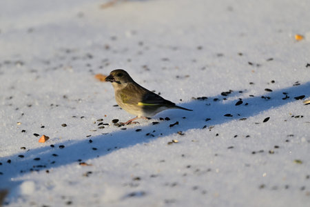 The European greenfinch searching for food in the snow in winter