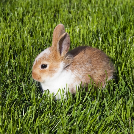 Little brown  and white pet rabbit sitting in a green grass.の写真素材