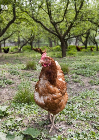 Brown free range chicken in an orchard on a farm の写真素材
