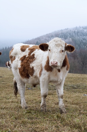 Brown and white cow grazing on a field in winter; frosty landscape in the background の写真素材