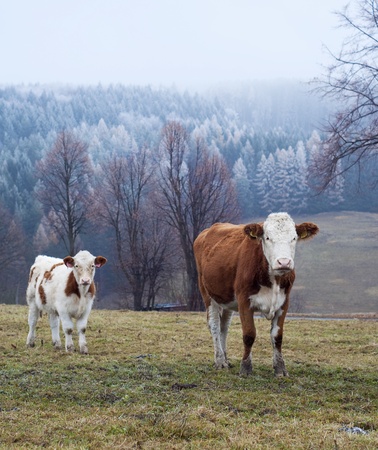 Two cows, cow and calf, grazing on a field in winter; frosty landscape in the background の写真素材