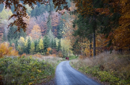 Road through an autumn or fall forest with a couple of people walking in distance の写真素材