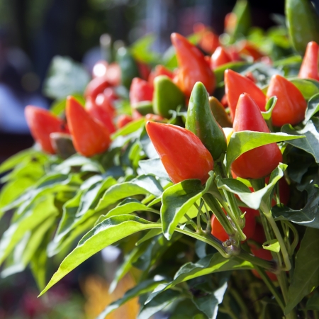 Green and red chilli peppers growing. の写真素材
