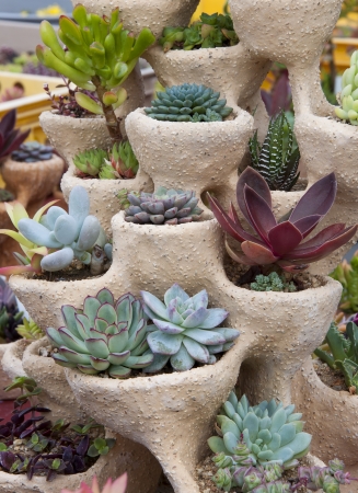 Succulents potted in decorative planter pot. の写真素材