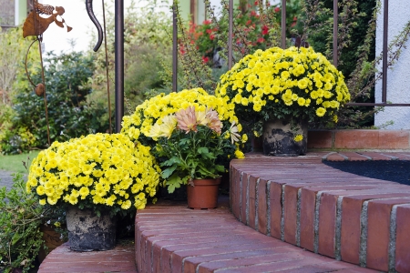 Chrysantemums plants and flowers in pots on a doorstep leading to a garden or patio. の写真素材