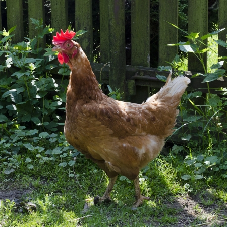 Free range chicken in green farm garden.の写真素材