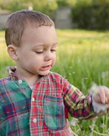 Child toddler playing with white dandelion, shaking and blowing its seeds  の写真素材