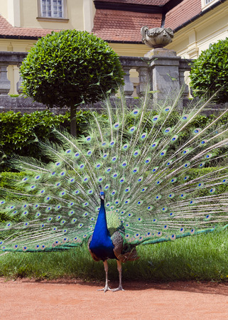 Peacock in a stately manor garden  の写真素材