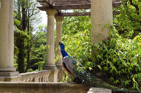 Peocock in a stately manor garden  の写真素材