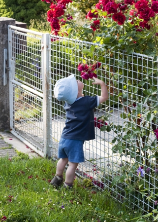 Small toddler child in a  garden smelling red roses over the iron fence の写真素材