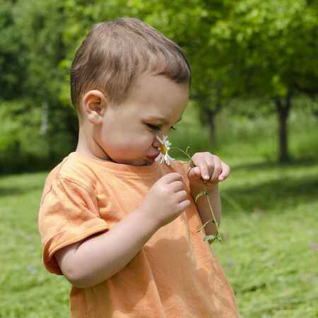 Toddler child holding and smelling daisy flower in a garden in summer. の写真素材