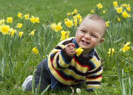 A baby  boy crawling  amonst daffodil flowers in a spring garden or in a park.の写真素材