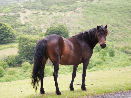 A brown horse on a mountain meadow; side view; Dartmoor, England.の写真素材