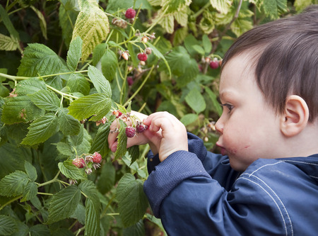 Child toddler picking raspberry fruit from a  plant in a nature or garden.の写真素材