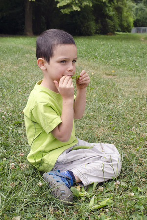 Child eating fresh green peas from a pea pod while sitting on a grass in garden or nature.の写真素材