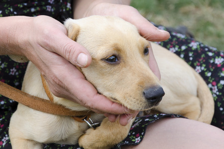 Puppy dog, white labrador, resting in lap and hand of woman or girl  owner.