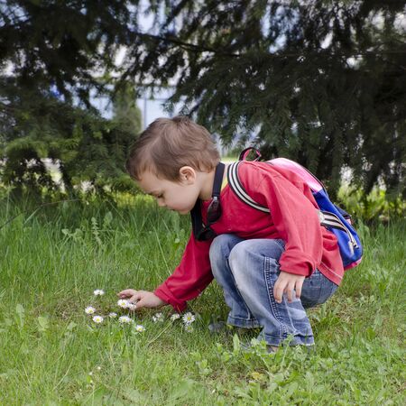 Child boy piking up daisy flower in spring in nature.の写真素材