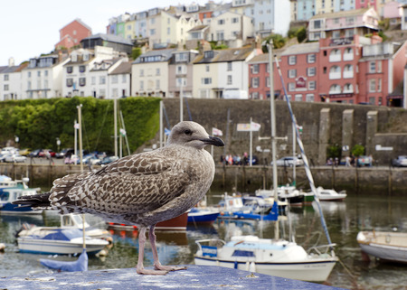 Young seagull perched in a traditional port or harbour in seaside town, Paigton, England, UK.の写真素材