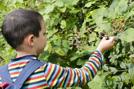 Child boy picking and eting wild blackberries from a bush in a hedgeの写真素材