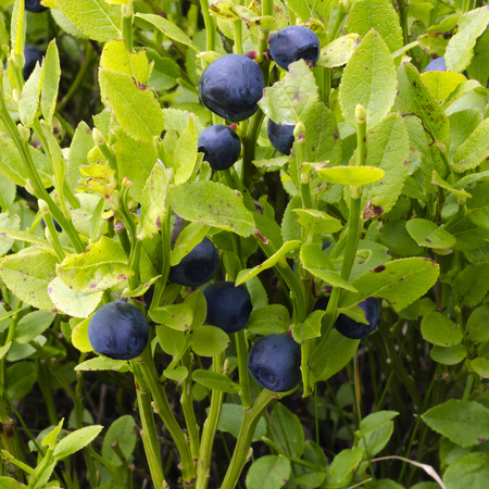Detail of a wild blueberry plan in natureの写真素材