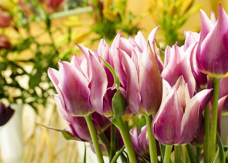 Pink tulips at vase in at market or in a florist shop.の写真素材