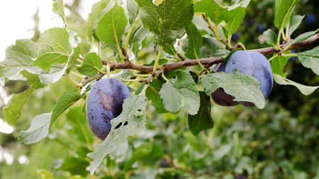 Plums ripening on a branch of plum tree in a gardenの写真素材