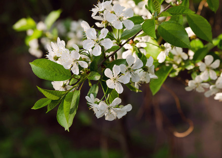 Branch of blossoming wild cherry treeの写真素材
