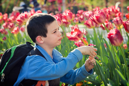 Child boy smelling a tulip flower in the spring parkの写真素材