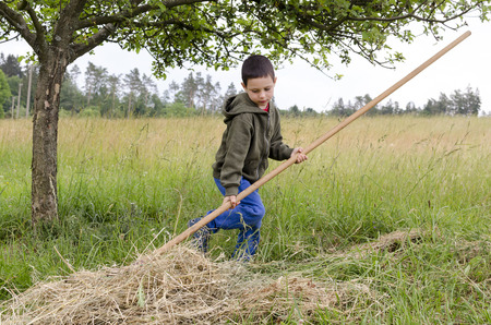 child boy working in a garden, raking hay or cut grass with a big rake. の写真素材
