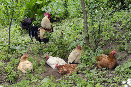 Freen range chicken and cockerel in a green gardenの写真素材