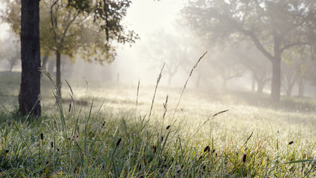 Morning sunrise in a garden or orchard with drops of rain or dew on grass and sun rays in treesの写真素材