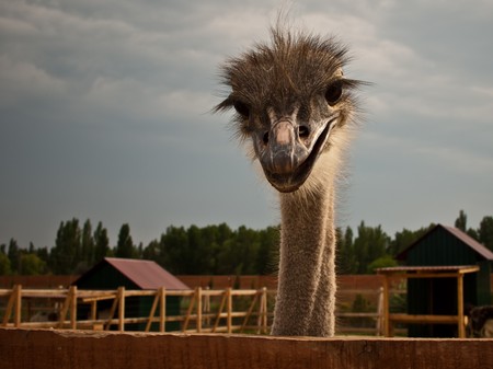 Ostrich in the Zooの写真素材