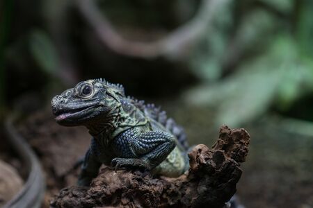 Philippine sailfin lizard, Philippine sailfin lizard is smiling, photo of lizard on a piece of wood,...