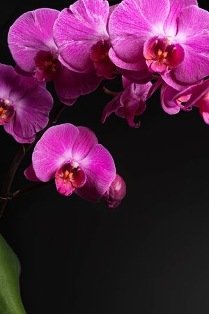 orchids on black background close-up, purple orchid on black background close up, purple orchid flowers close-up, purple orchid flowers studio photoの写真素材