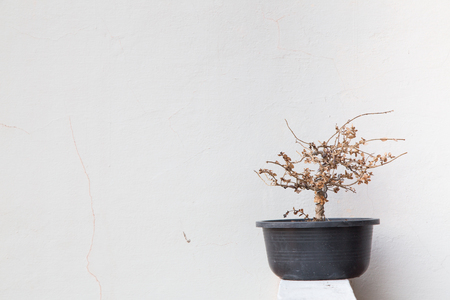 dying tree with white backgroundの写真素材