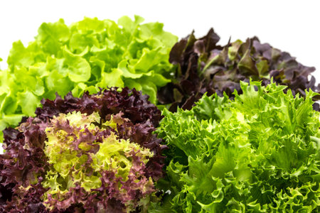 Salad on White Backgroundの写真素材