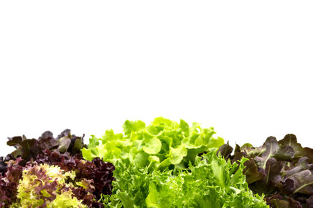 Salad leaves with copyspaceの写真素材