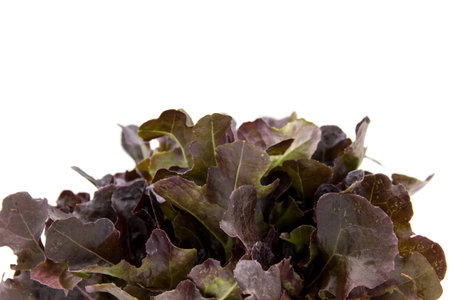 Salad leaves, Baby Red Romaine Lettuceの写真素材