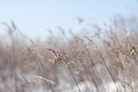 Beige Grass on a Clear Winter Dayの写真素材