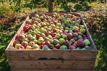 Wooden bin full of red-green apples. Crate of fresh apples for transport and saleの写真素材